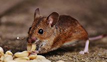 24 Hour & Emergency Exterminators in Schaefferstown, PA
